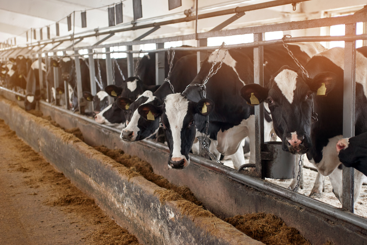 Dairy cows on farm